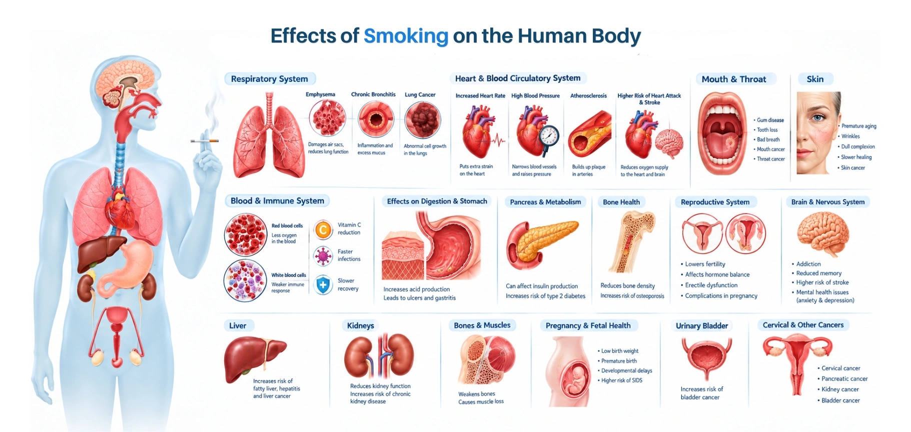 Effects of Smoking on the Human Body